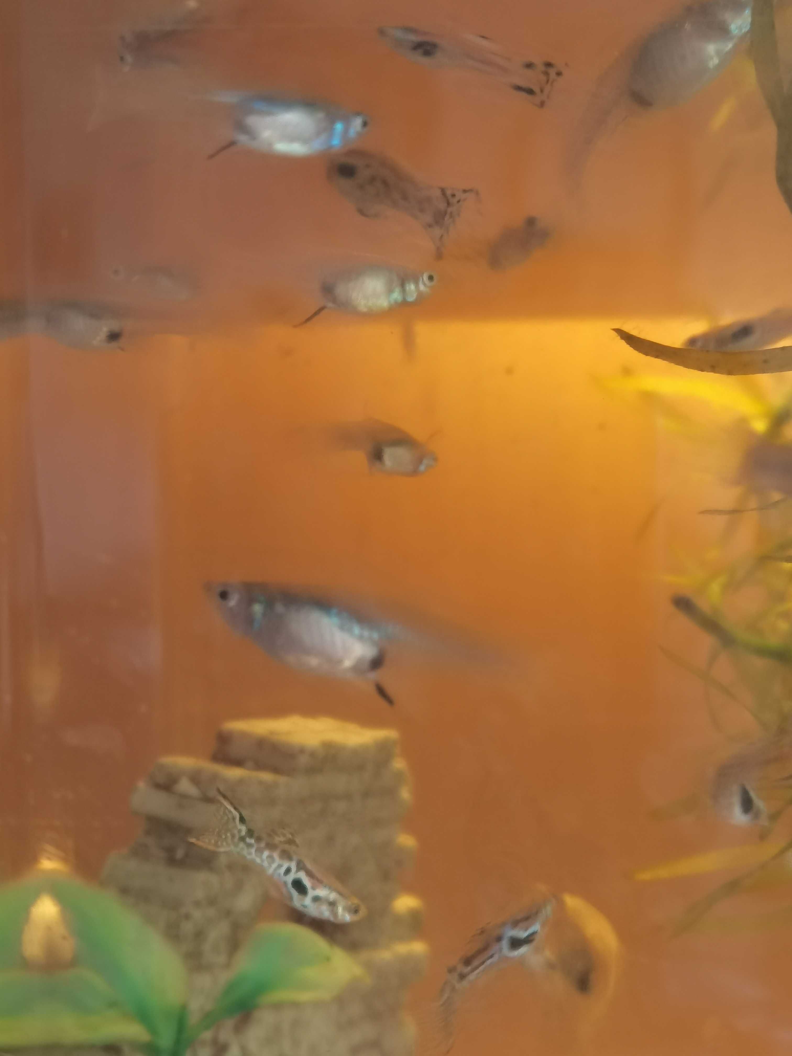 Peixes endlers tigre