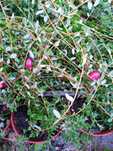 Arando Vermelho - Vaccinium macrocarpon