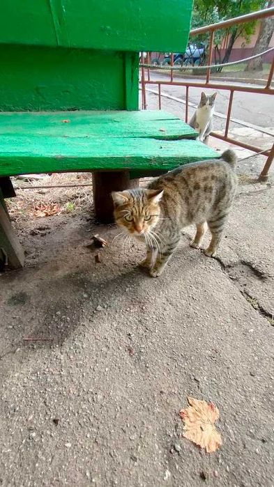 Шукаю Мурчику дiм та люблячого господаря