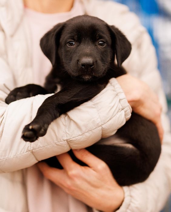 Цуценя-хлопчик, 2 міс шукає дім!