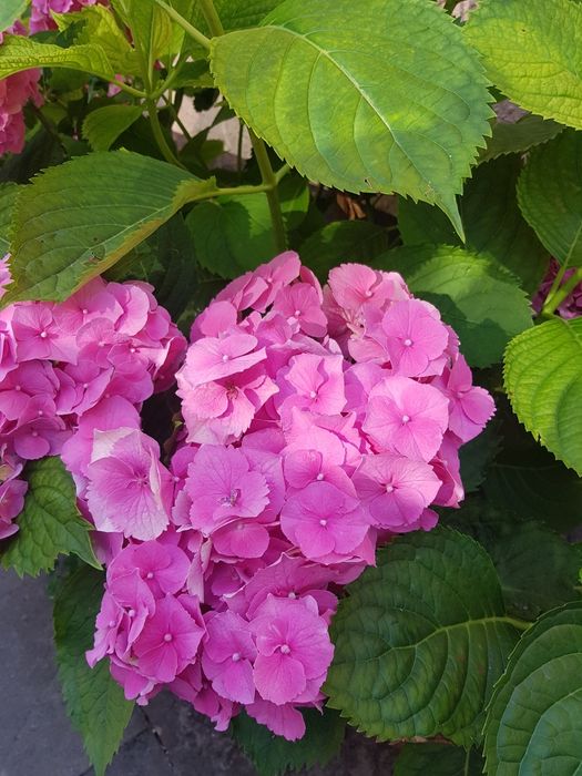 Гортензія садова багаторічна