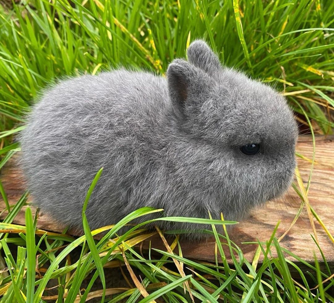 KIT Coelhos anões angorá e holandês mini muito dóceis