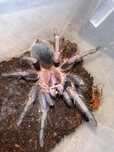 Ptasznik Phormictopus sp. Dominican purple Samiec 5DC