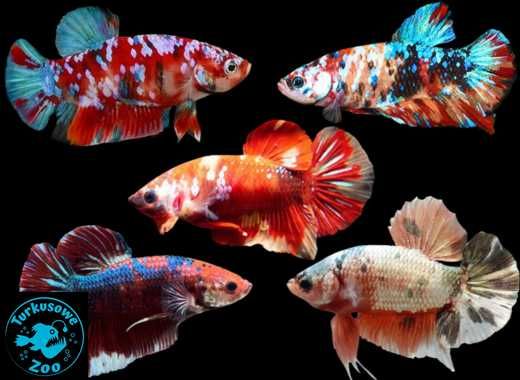 Rybka akwariowa BOJOWNIK GIGANT, Sklep Akwarystyczny Turkusowe Zoo