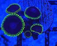 Zoanthus Joker . zoa . Koralowiec . Akwarium morskie