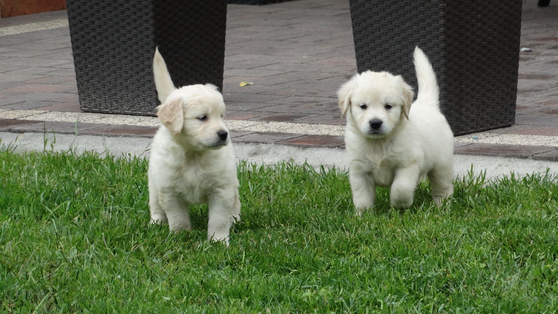 Golden retriever piesek