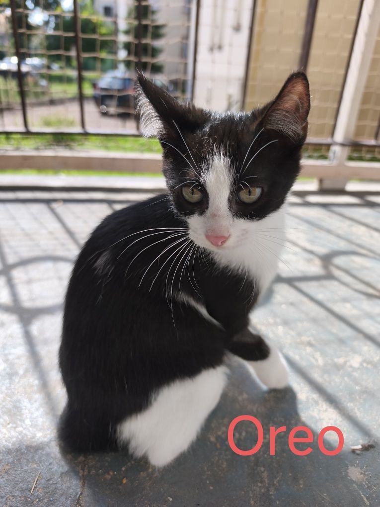 Kocurki do adopcji