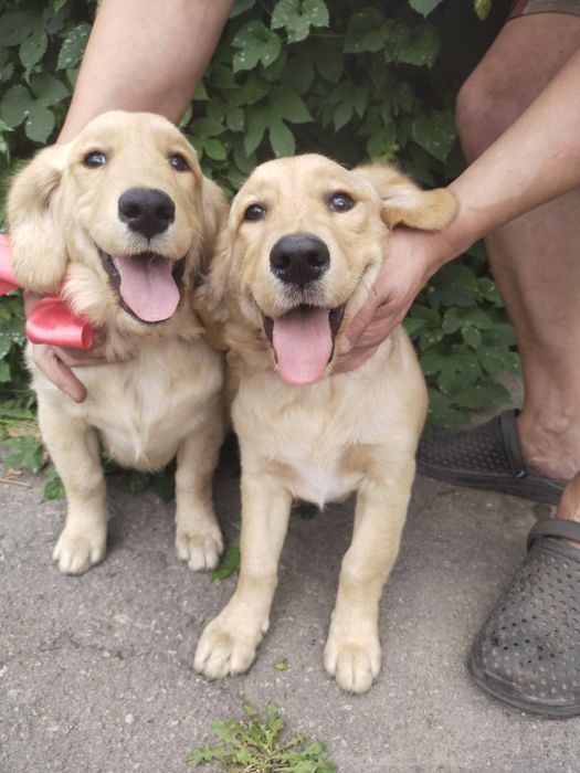 Две шикарные режухи имеют документы клуба