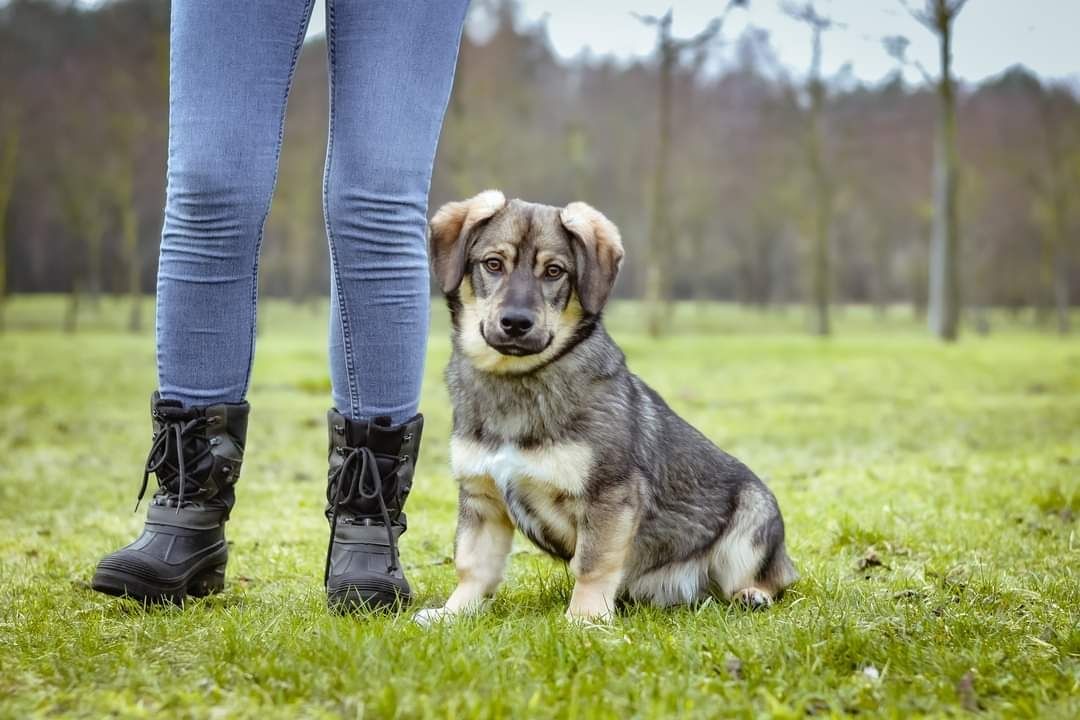 Podrośnięty Szczeniak szuka Domu! Słodki maluch do adopcji!