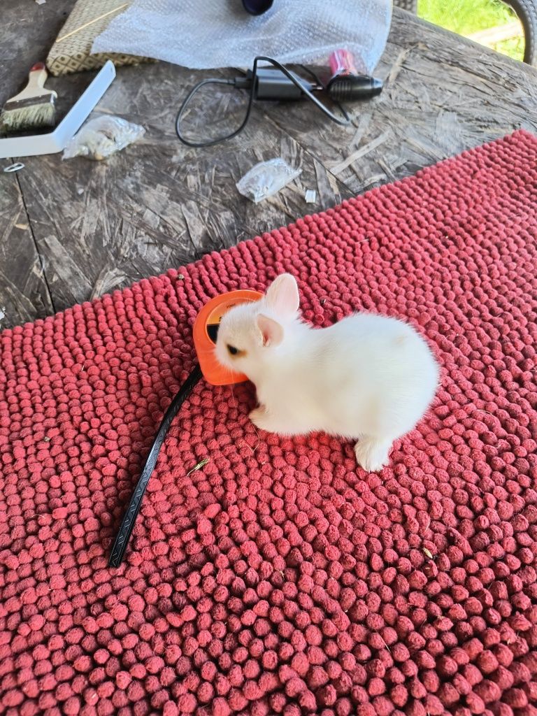 Miniaturki rasowe