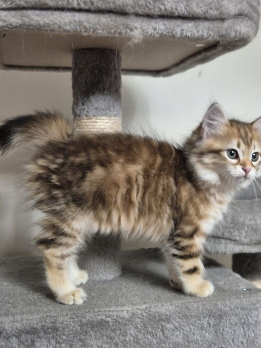 Kocurek Syberyjski MAX rodowód FIFE FPL