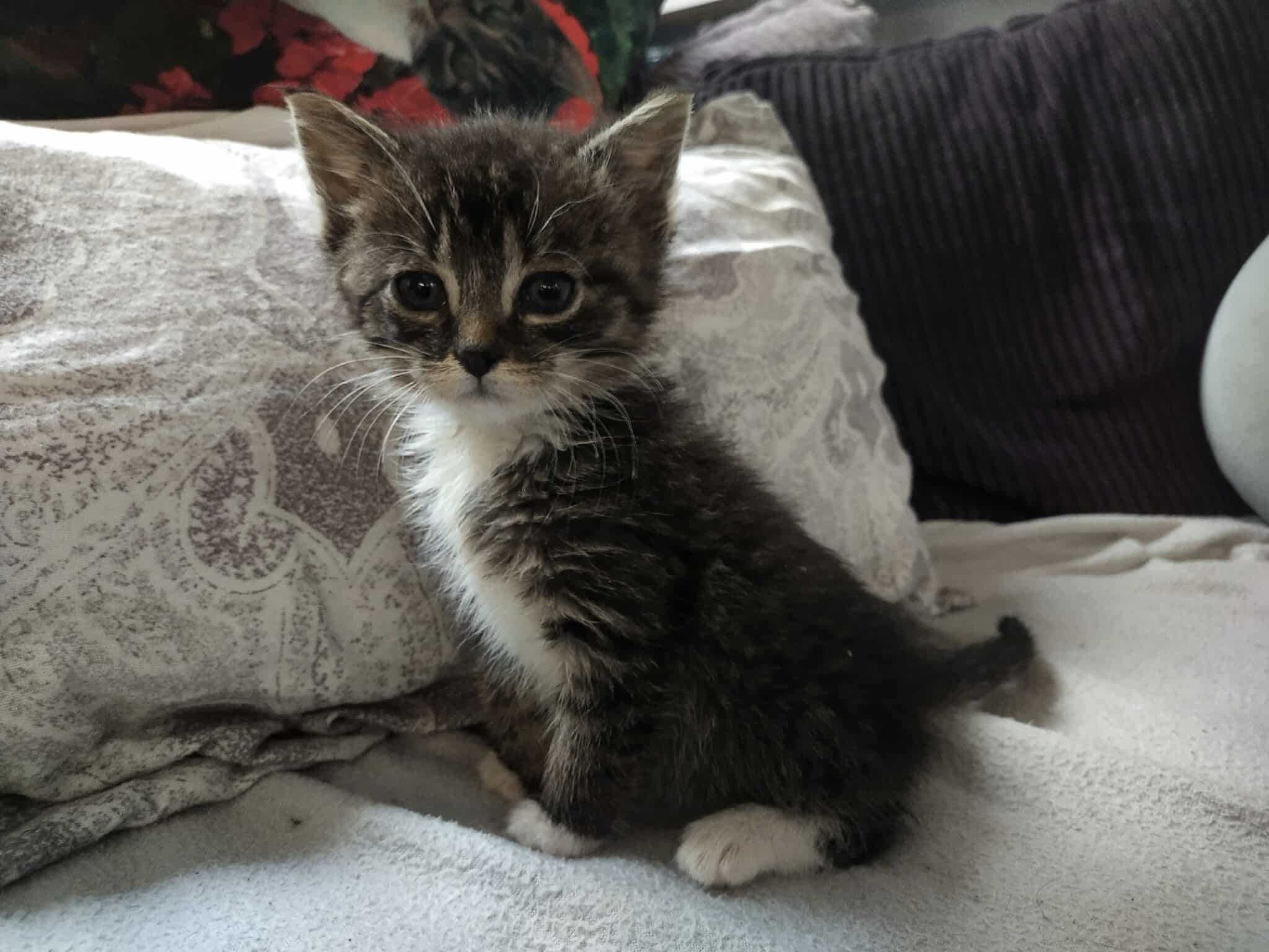 Kocurek do adopcji