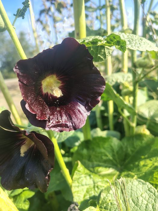 Семена Мальва/Шток Роза