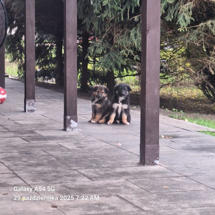 Oddam za darmo pieski