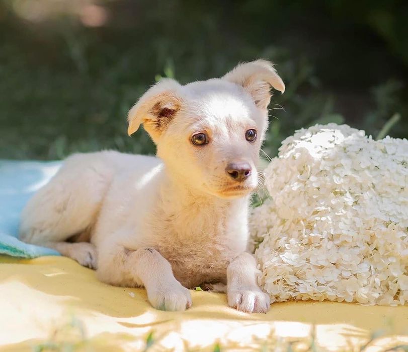 Віддам безкоштовно собаку