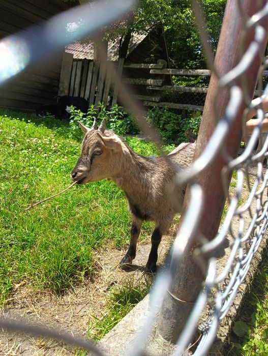 BIESZCZADY luksusowe caloroczne nowe domki mini ZOO&BASEN&Strefa SPA