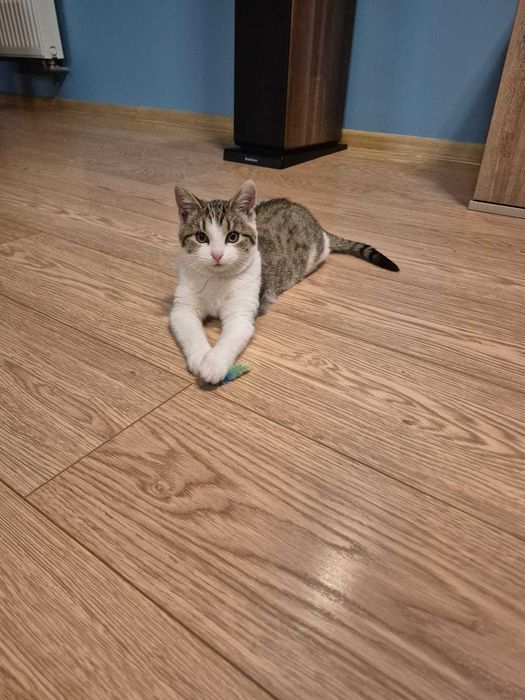 Mała Kotka Oddam Sosnowiec i okolice