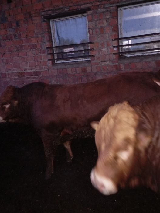 Byki, buhaj limousine