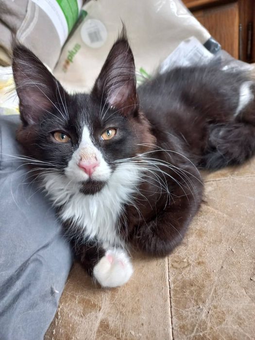Czarno biały kocurek Maine Coon