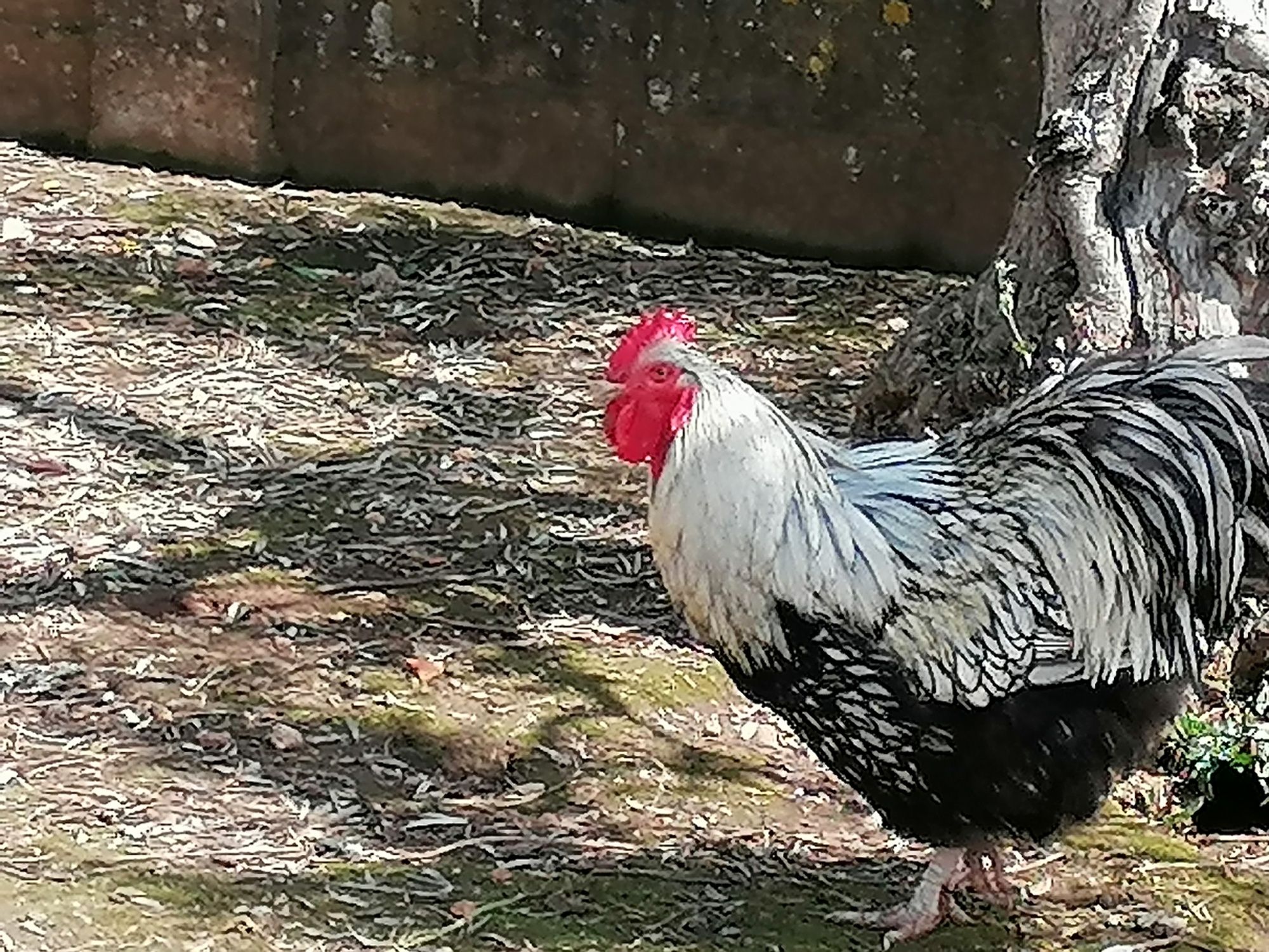 2 galos para venda