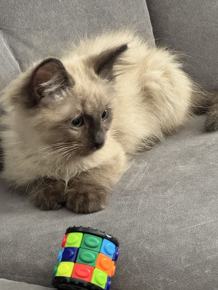 Ragdoll KOCUREK śliczny