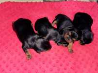 Szczenieta york do adopcji