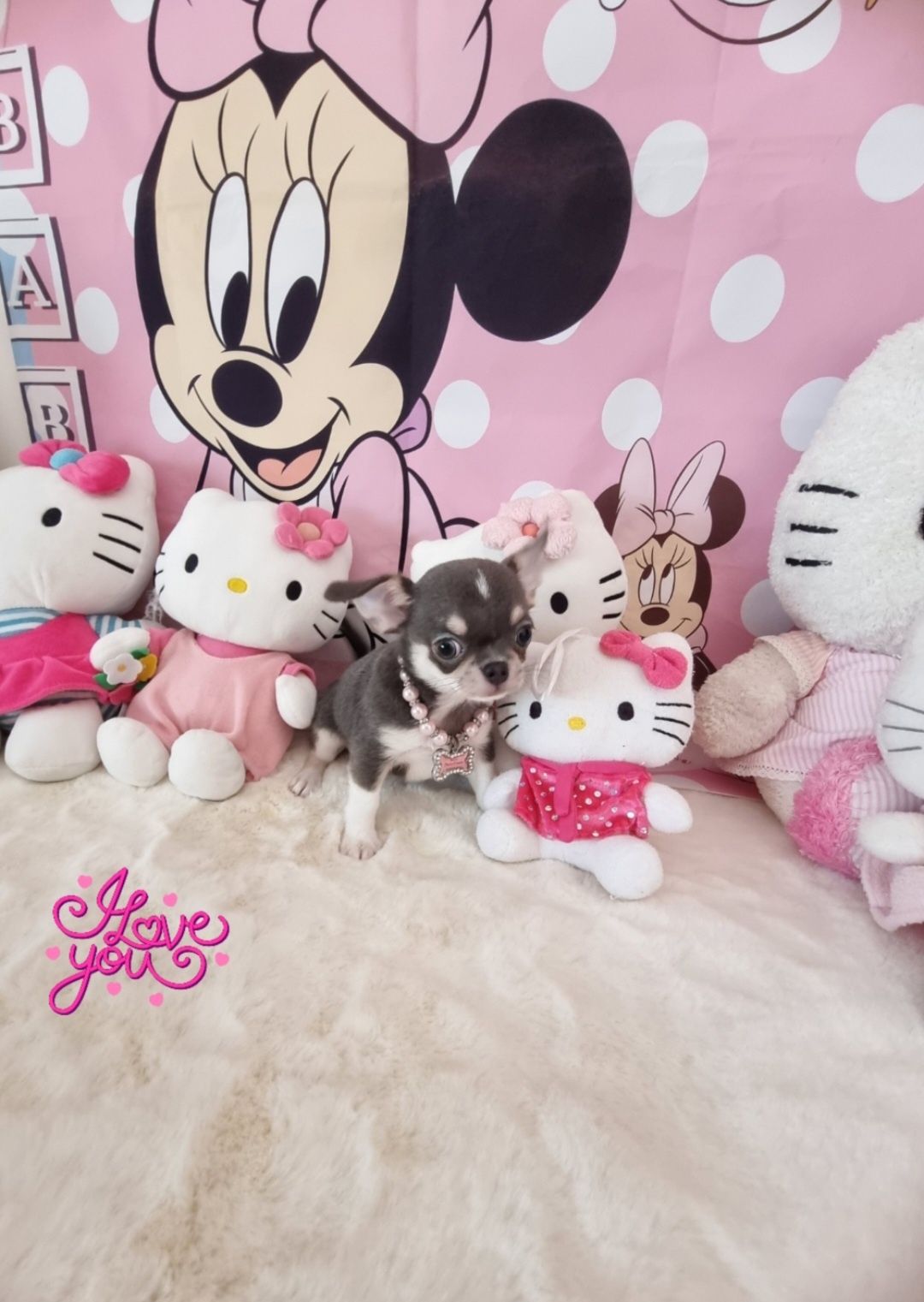 Chi Fêmea mini Lindissima princesinha c Pedigree e afixo