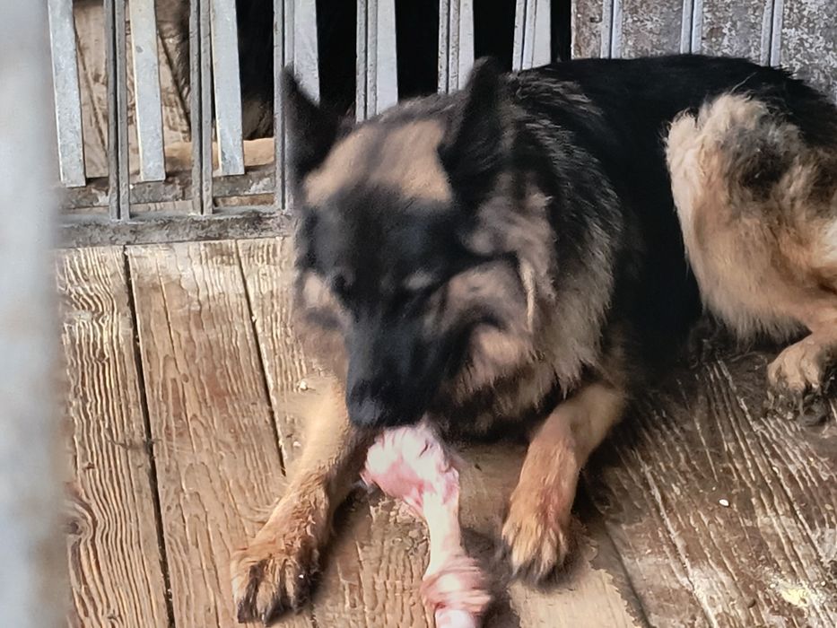 Owczarek niemiecki długowłosy