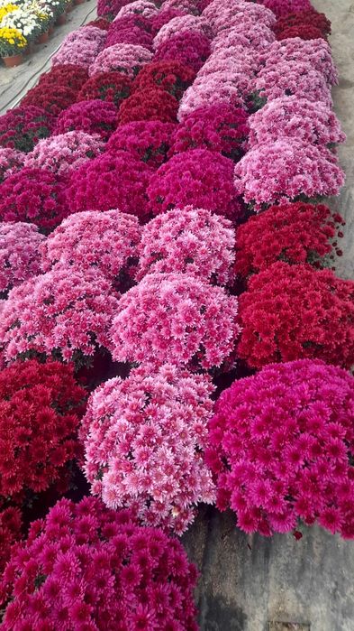 Chryzantemy Producent