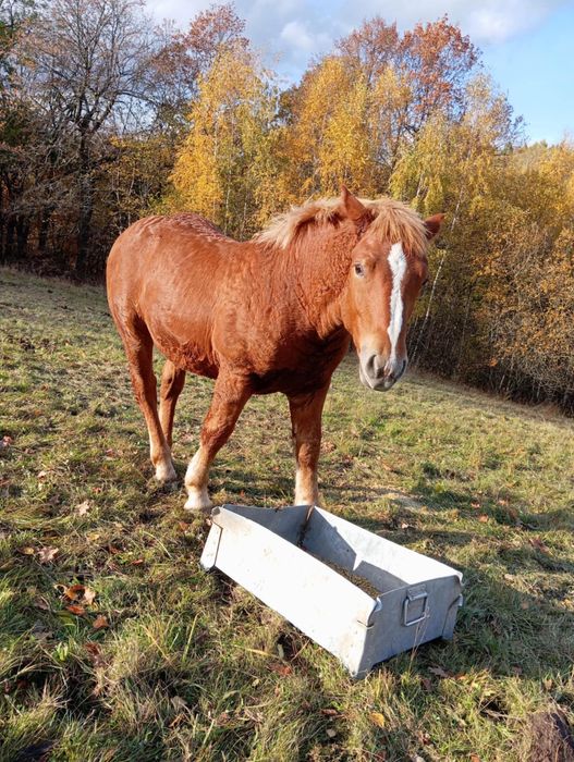Sprzedam źrebince zimnokrwiste