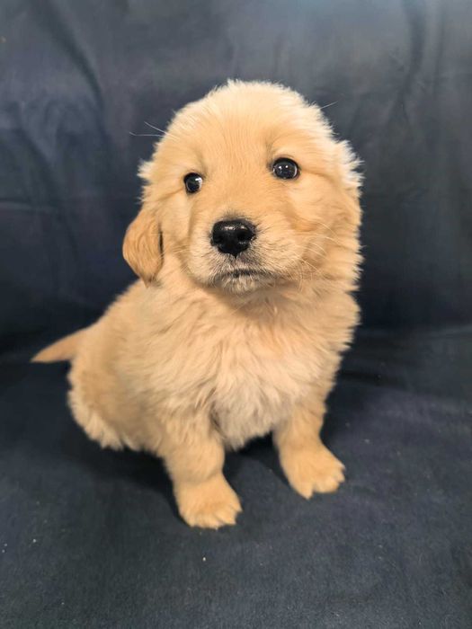 Golden Retreiver