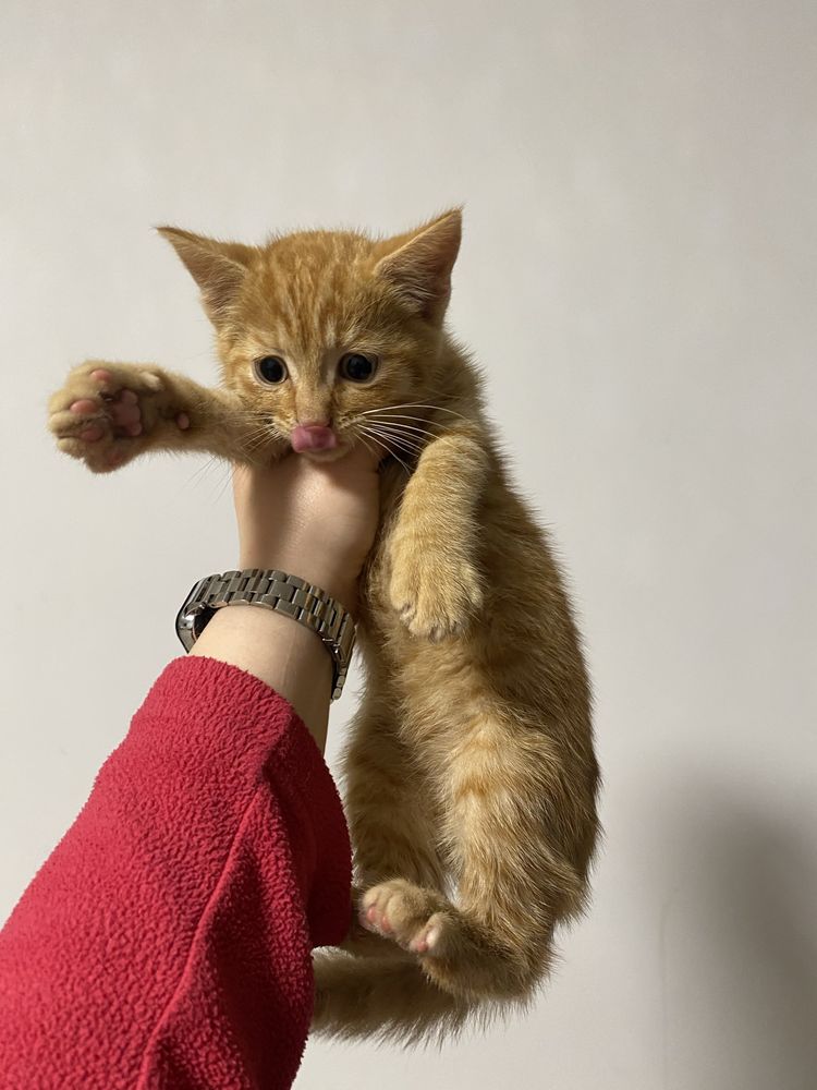 Рыжая кошечка ищет дом