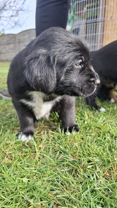 Pieski do oddania- za darmo