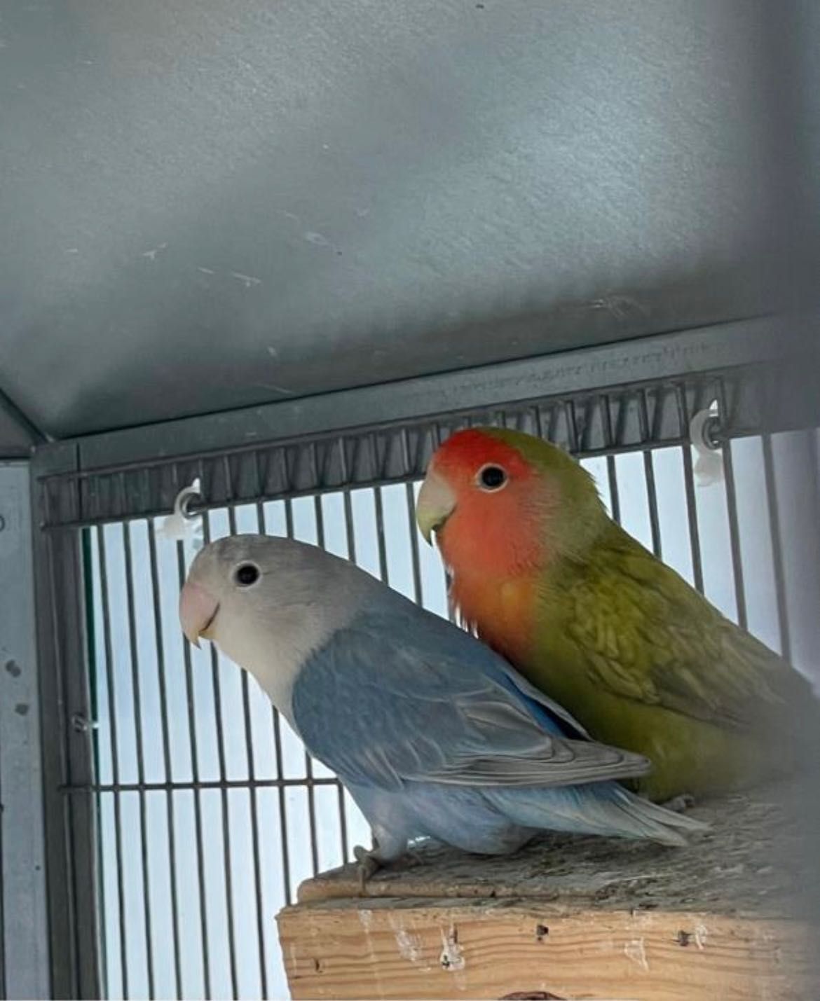 Troco lote de 21 aves reprodutoras/casais