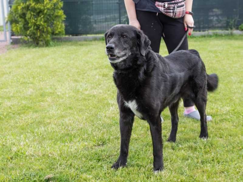 Liber - w typie Labrador; przyjazny, wesoły i spokojny