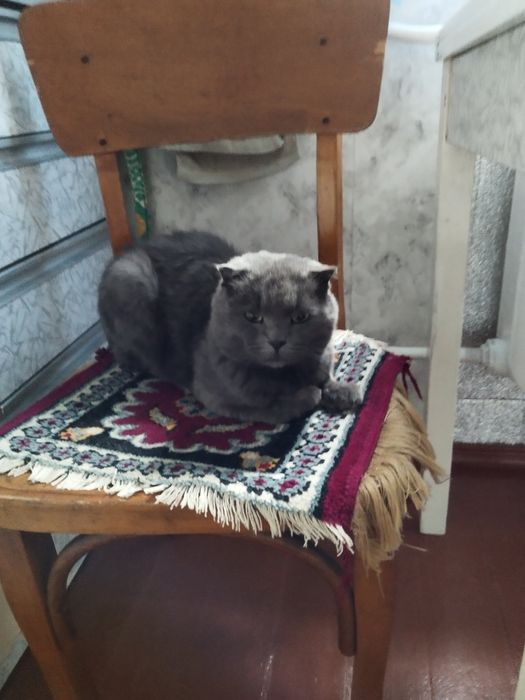 котик шукає господаря