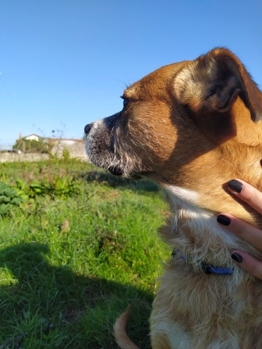 Cão Porte Médio (20kg) Para Adoção (Sabino)