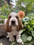 Piesek Basset Hound FCI o imieniu Argon bicolor