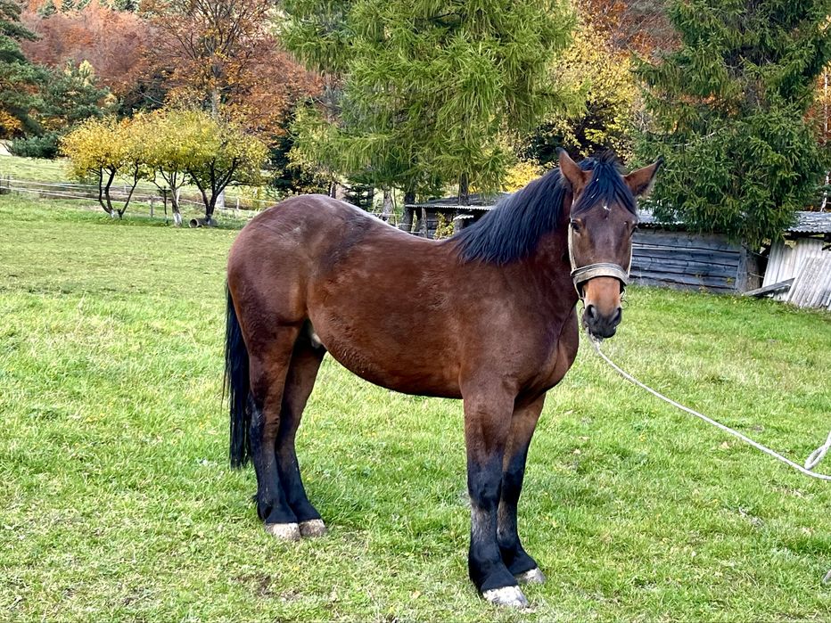 Sprzedam konia maści ciemnogniadej