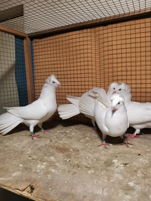 Sprzedam sokoły, gdańskie, białe