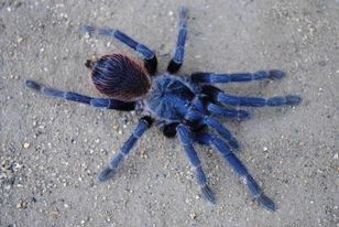 Pterinopelma sazimai павук птпхоїд /паук птицеед