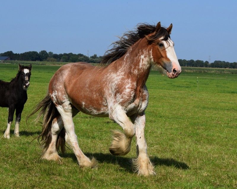 Ogier clydesdale