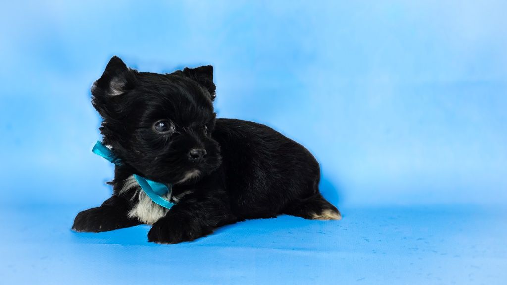 York, yorkshire terrier black Picasso