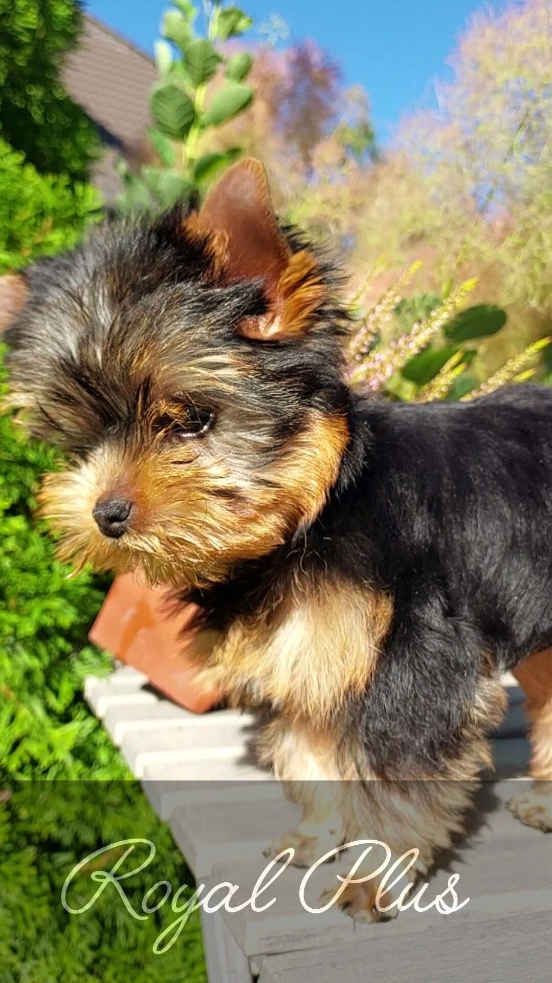 Yorkshire terrier szczeniak york  ZKwP FCI