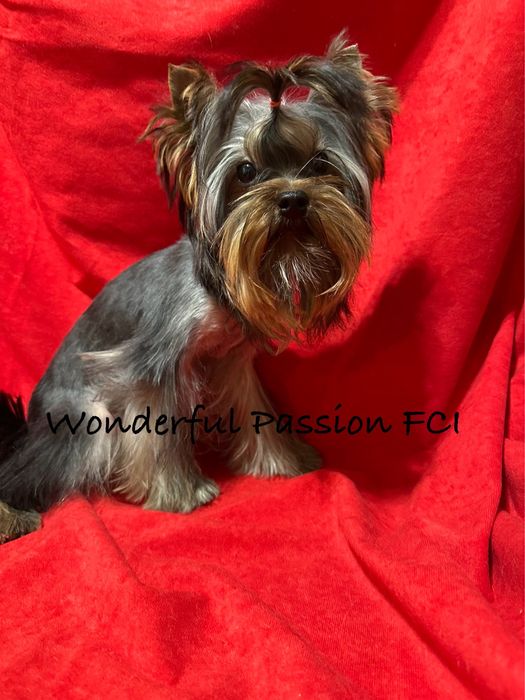 York, Yorkshire terrier FCI ZKwP