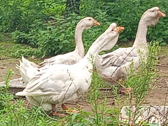 Gęsi chołmogory niebieskie roczna para po rodzicach z Litwy  -Łomża