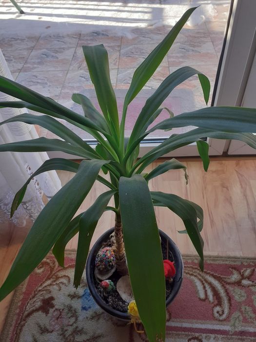 Kwiat pokojowy  juka