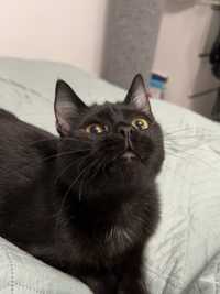 VITO - mały, czarny kot, kociak, kocurek do adopcji za darmo