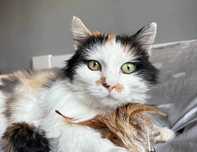 Lusia do adopcji!