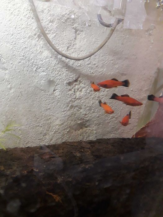 ESPADAS Laranjas lindos